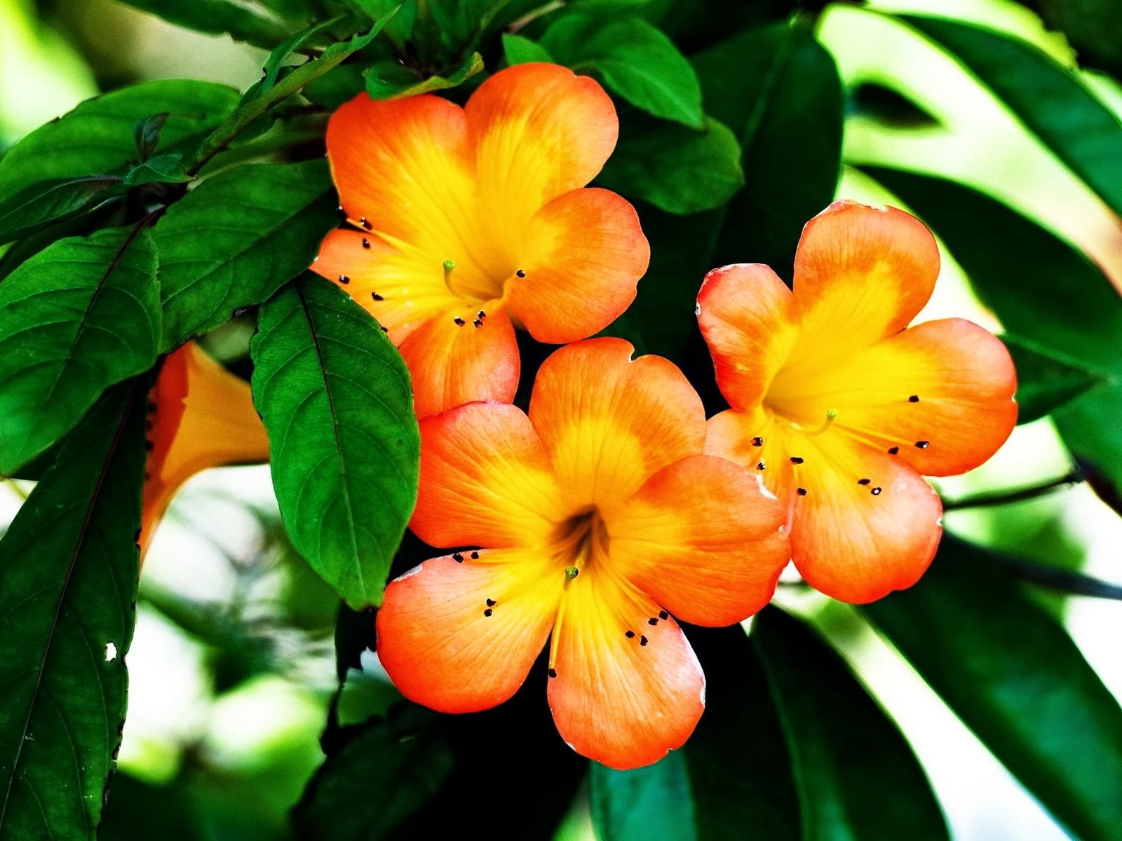 Beautiful Orange Flower Wallpaper
