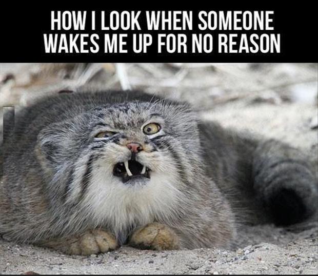 Funny Good Morning Pictures Lolcats
