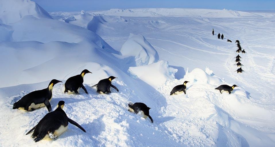 Antarktis Frans Lanting Getty Image Bing Germany Wallpaper