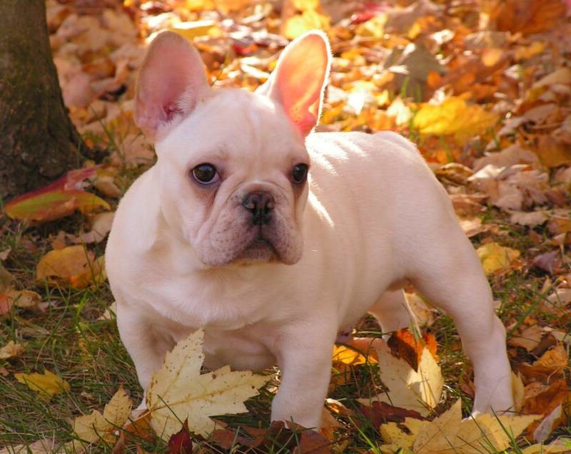 Blue French Bulldog Wallpaper Pictures Of Dogs And All