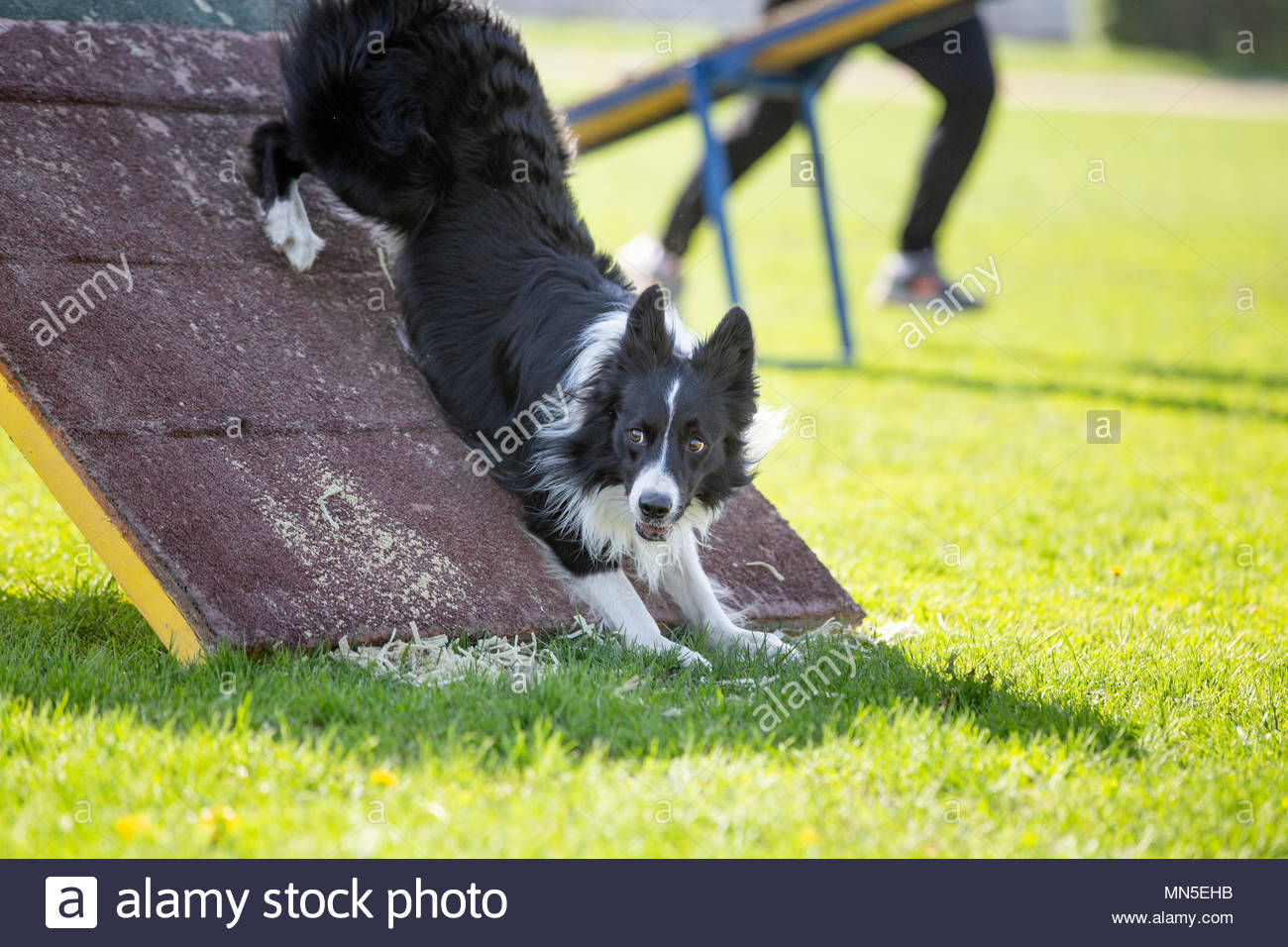 Border Collie Dog In Agility Trial Petition Background