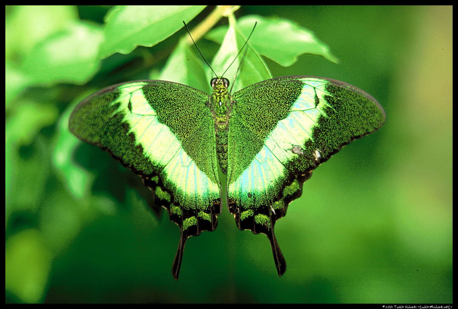 68+] Green Butterfly Wallpaper - WallpaperSafari