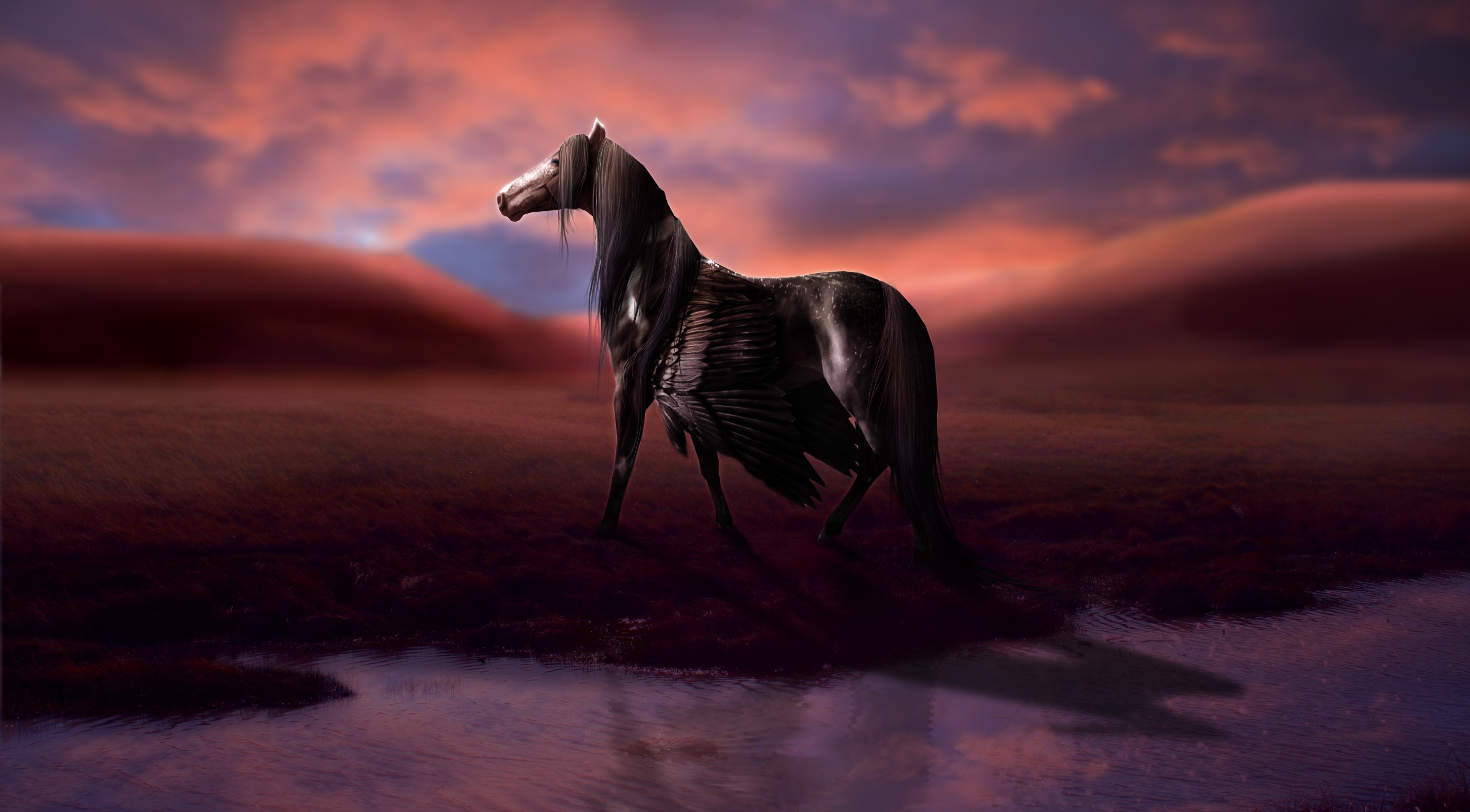 Magical Animals Pegasus Black Fantasy Horse Wallpaper