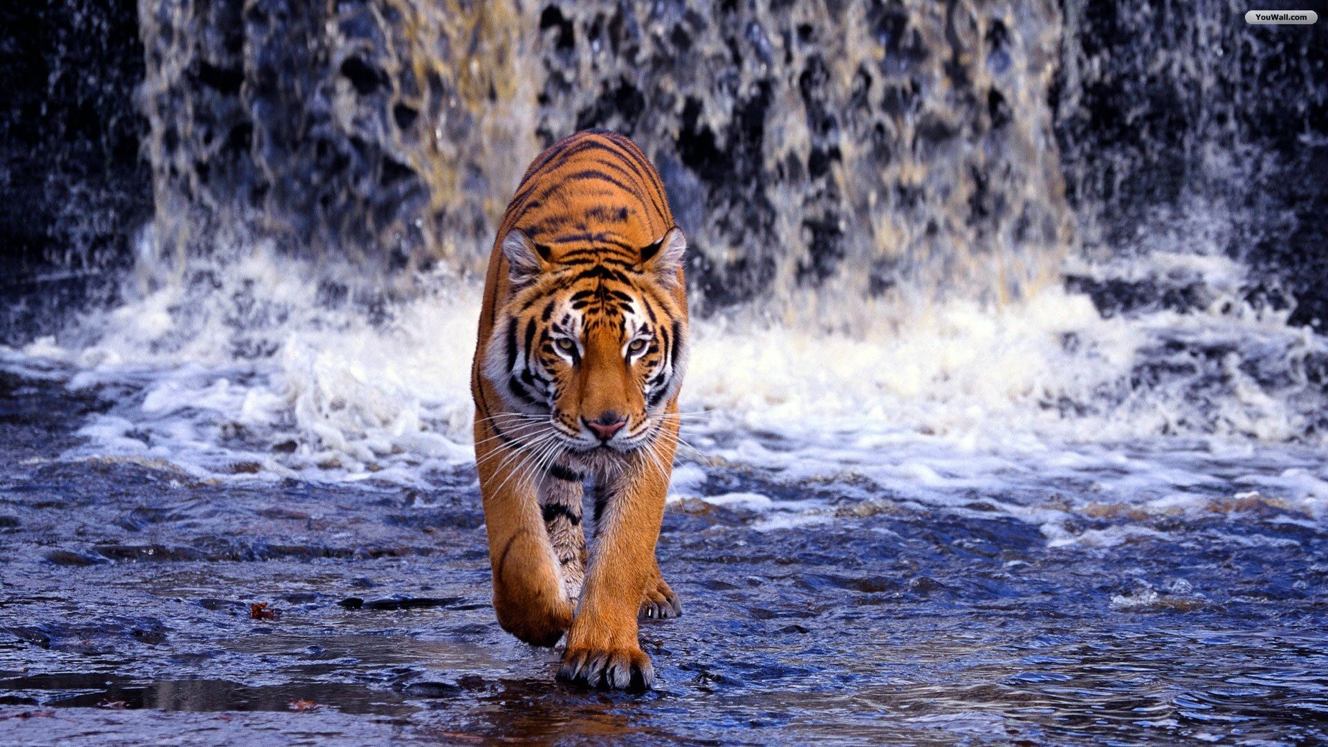 Tiger and Waterfall Wallpaper   wallpaperwallpapersfree wallpaper