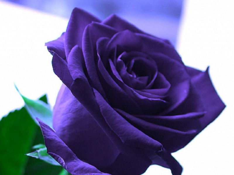 HD Wallpaper For Desktop Purple Rose