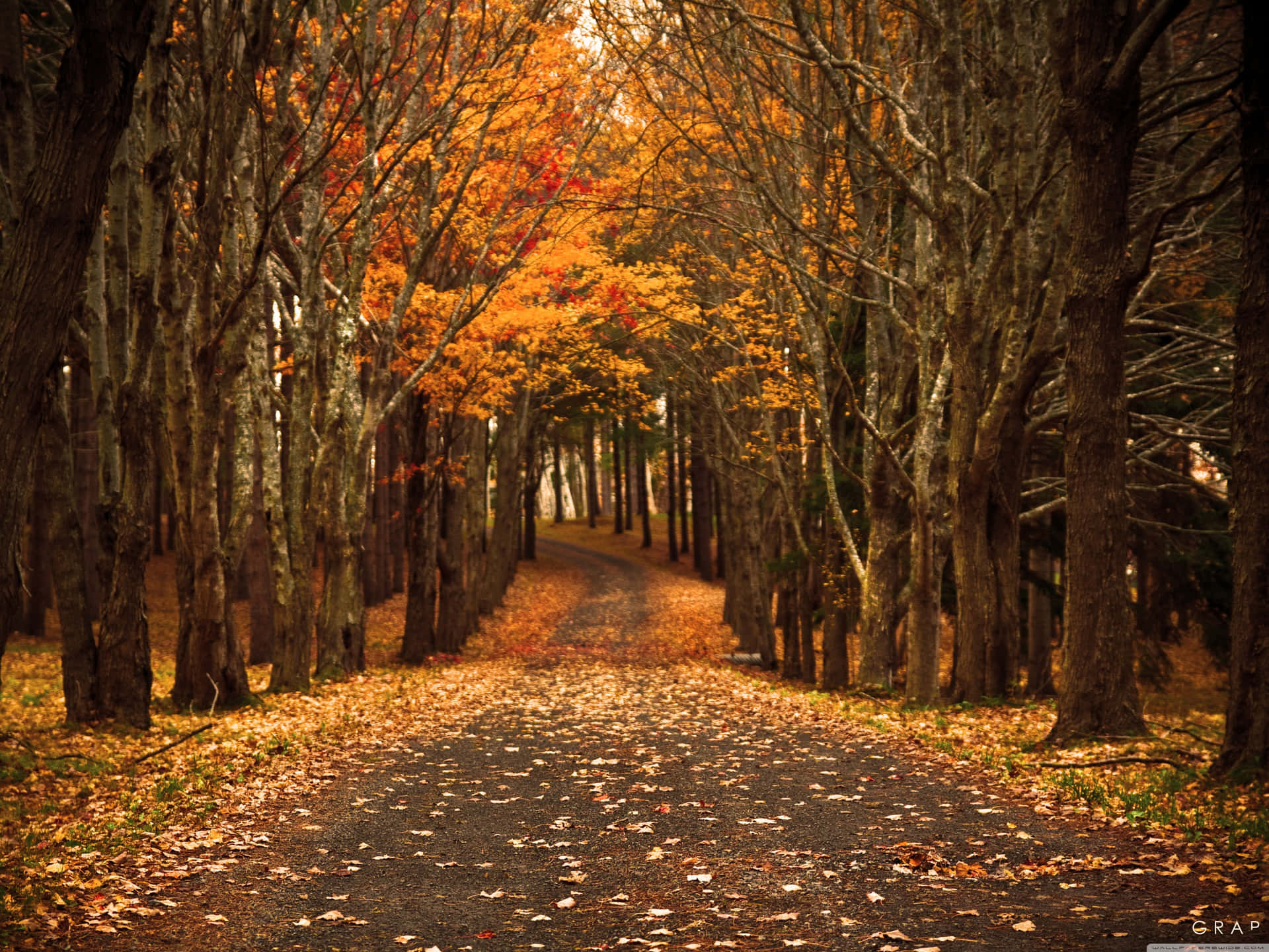 Cute Autumn Wallpaper