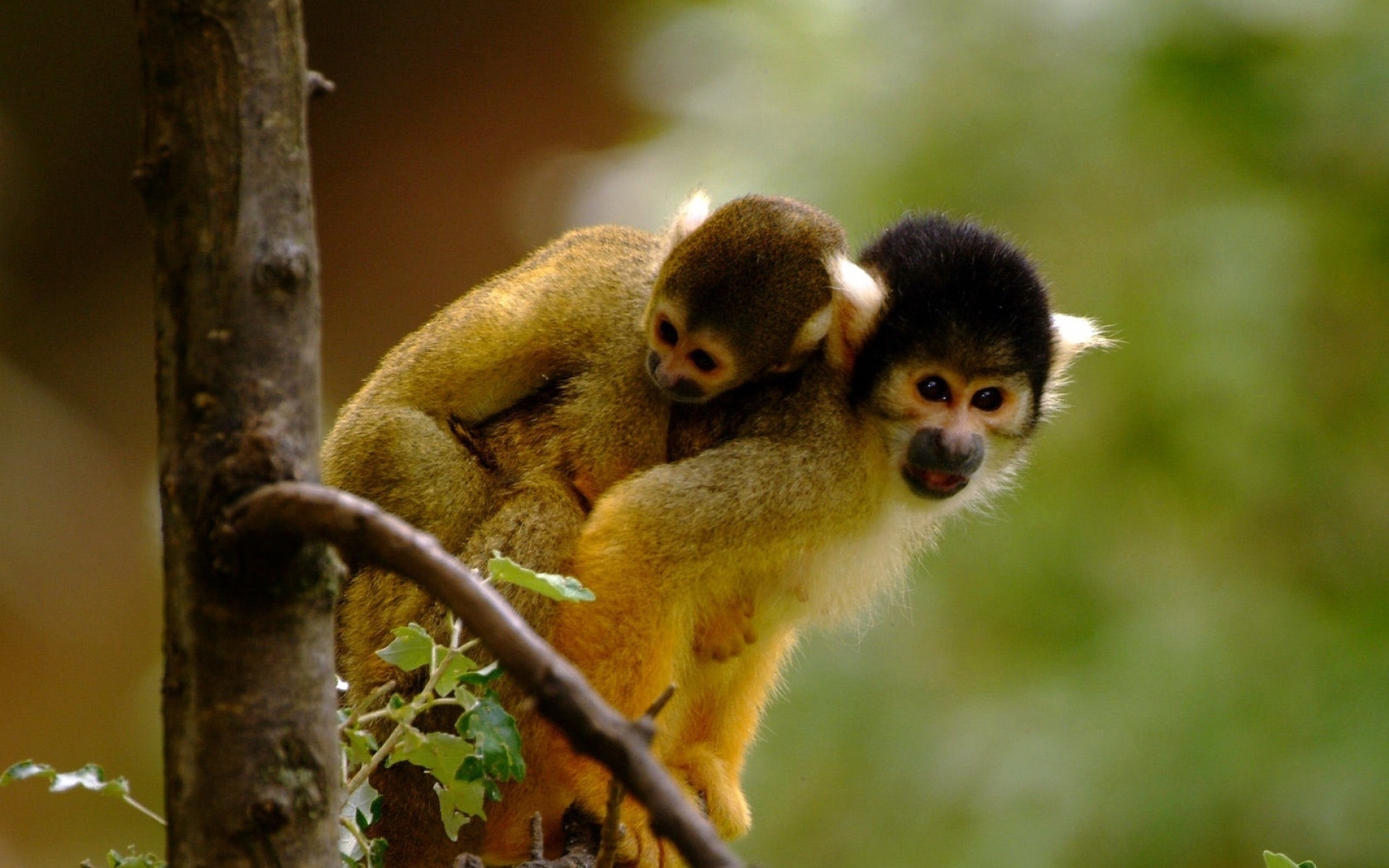 Cute Monkeys X Close