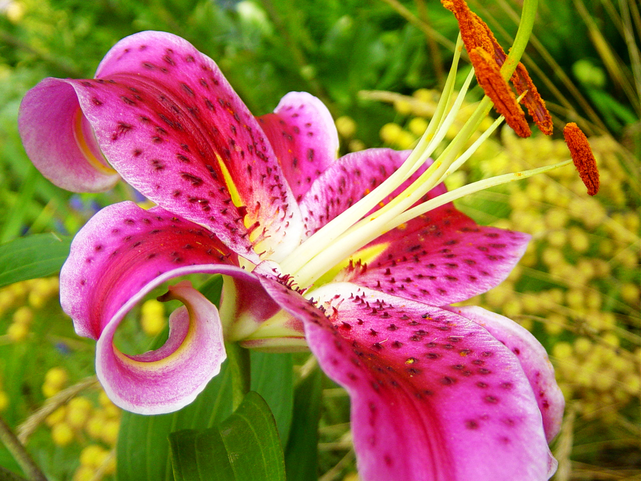 Lily Stargazer Flower Photo Daily Pics Update HD Wallpaper