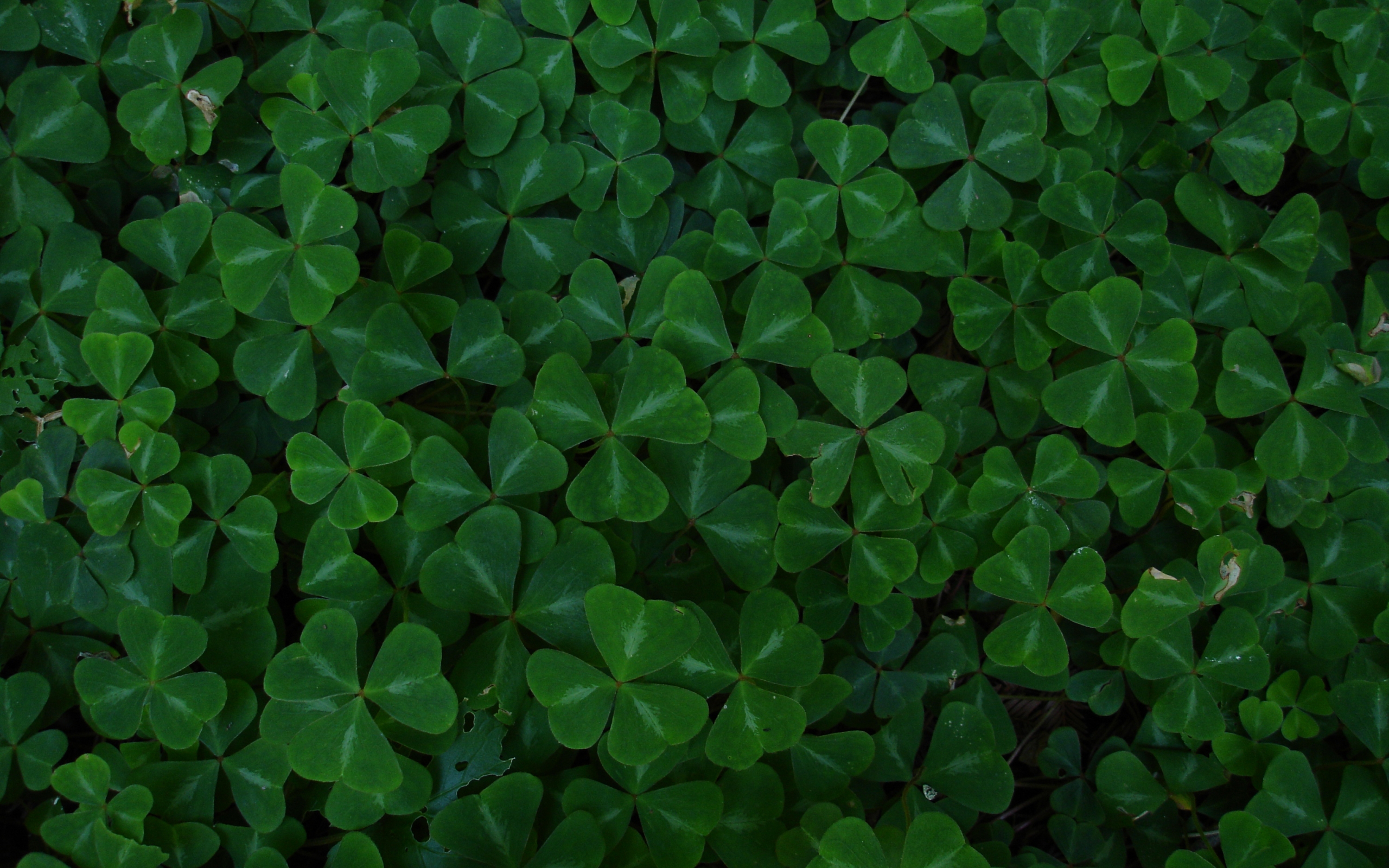 Displaying Image For Four Leaf Clover Background