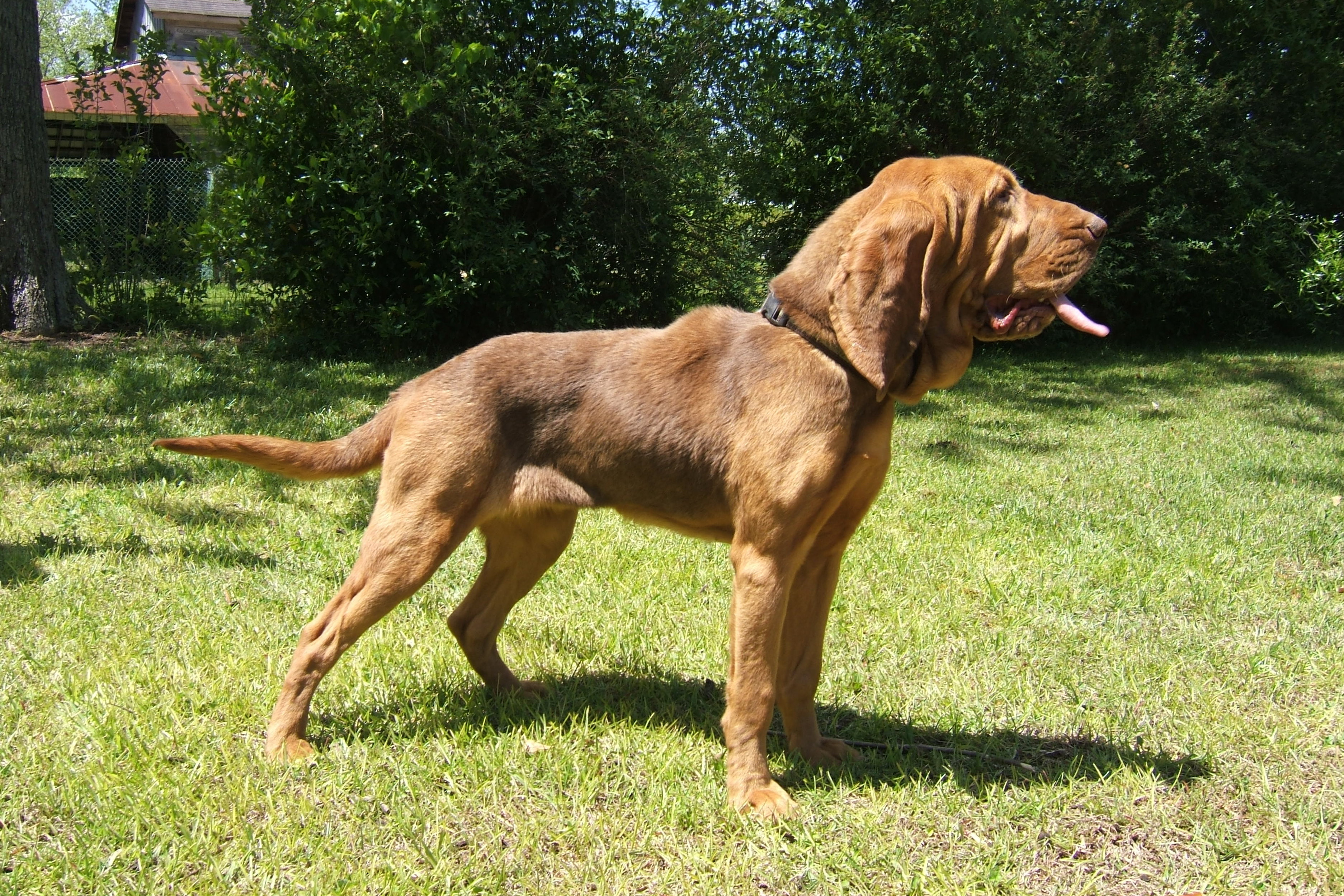 Beautiful Bloodhound On A Walk Wallpaper And Image