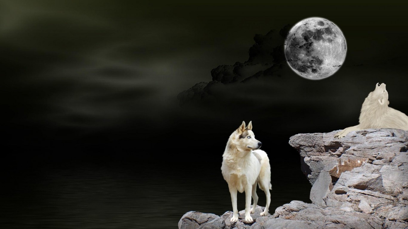 Howling Wolf Waters HD Desktop Wallpaper Widescreen