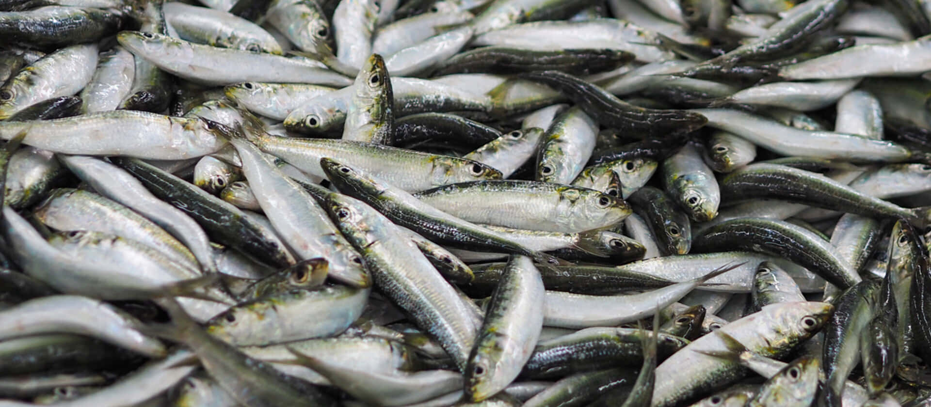Fresh Smelt Fish Catch Wallpaper