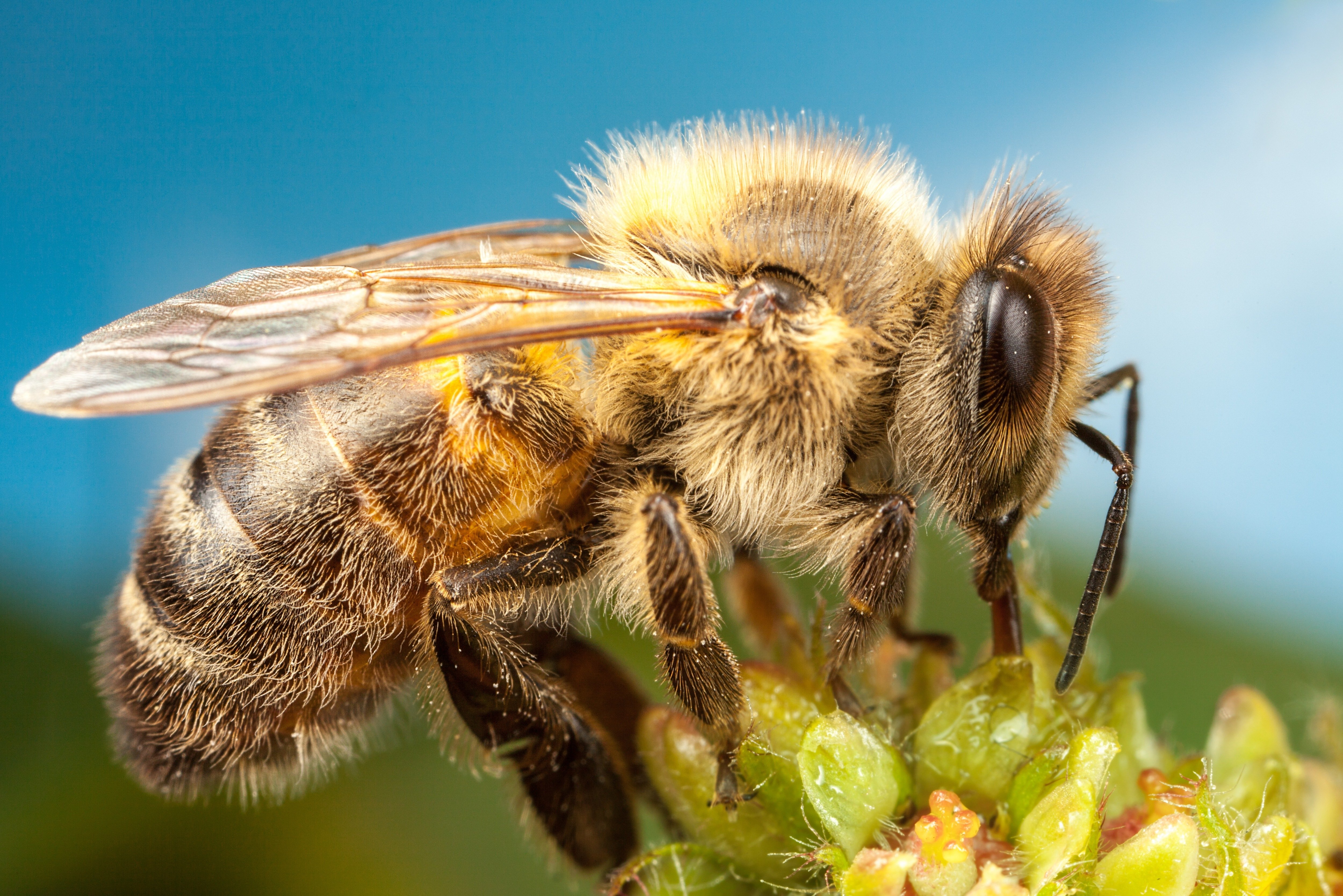 Bees Closeup Animals Wallpaper HD