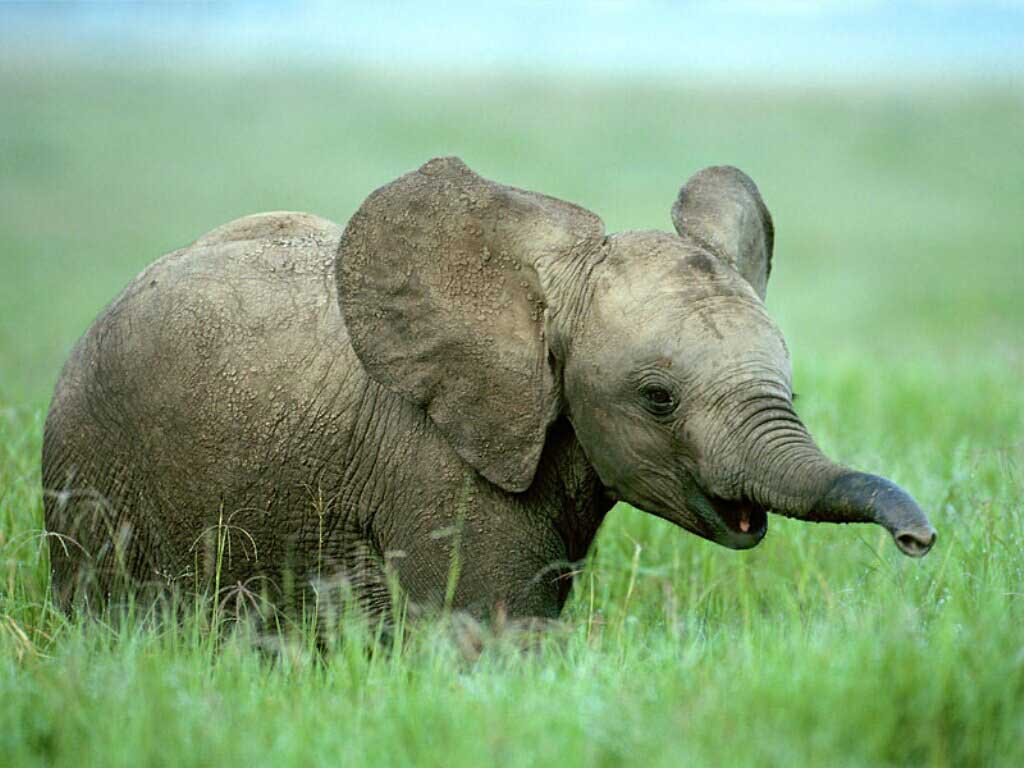 Baby Elephant Learns To Use Her Trunk Oh Be Still My Beating Heart