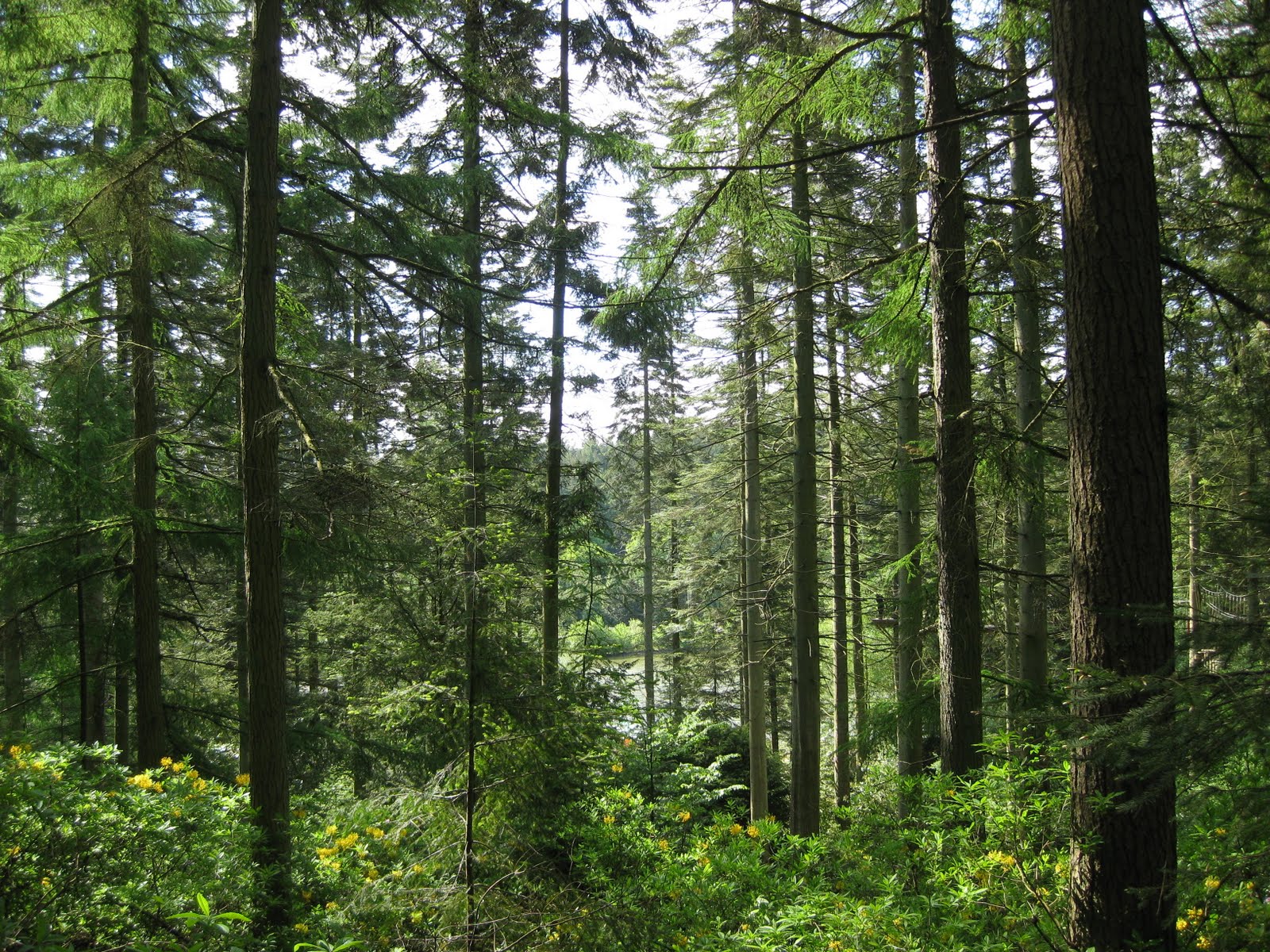 🔥 Free download Where Can I Get Forest Wallpaper For Living Room