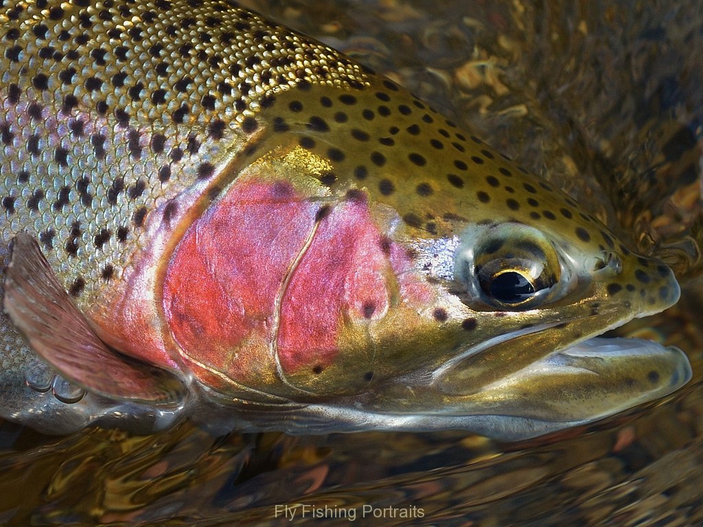 Mt Rainbow Trout Fly Fishing Portraits