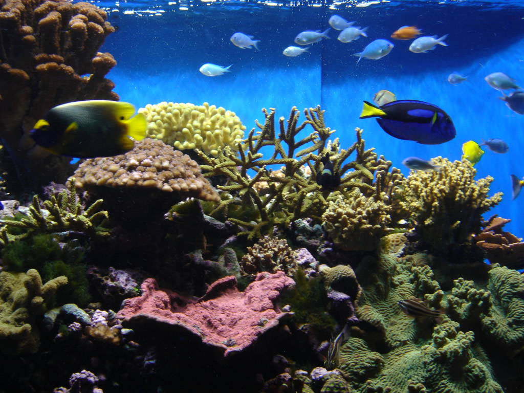 Coral Reef Aquariums Fish Marine Aquarium Supplies