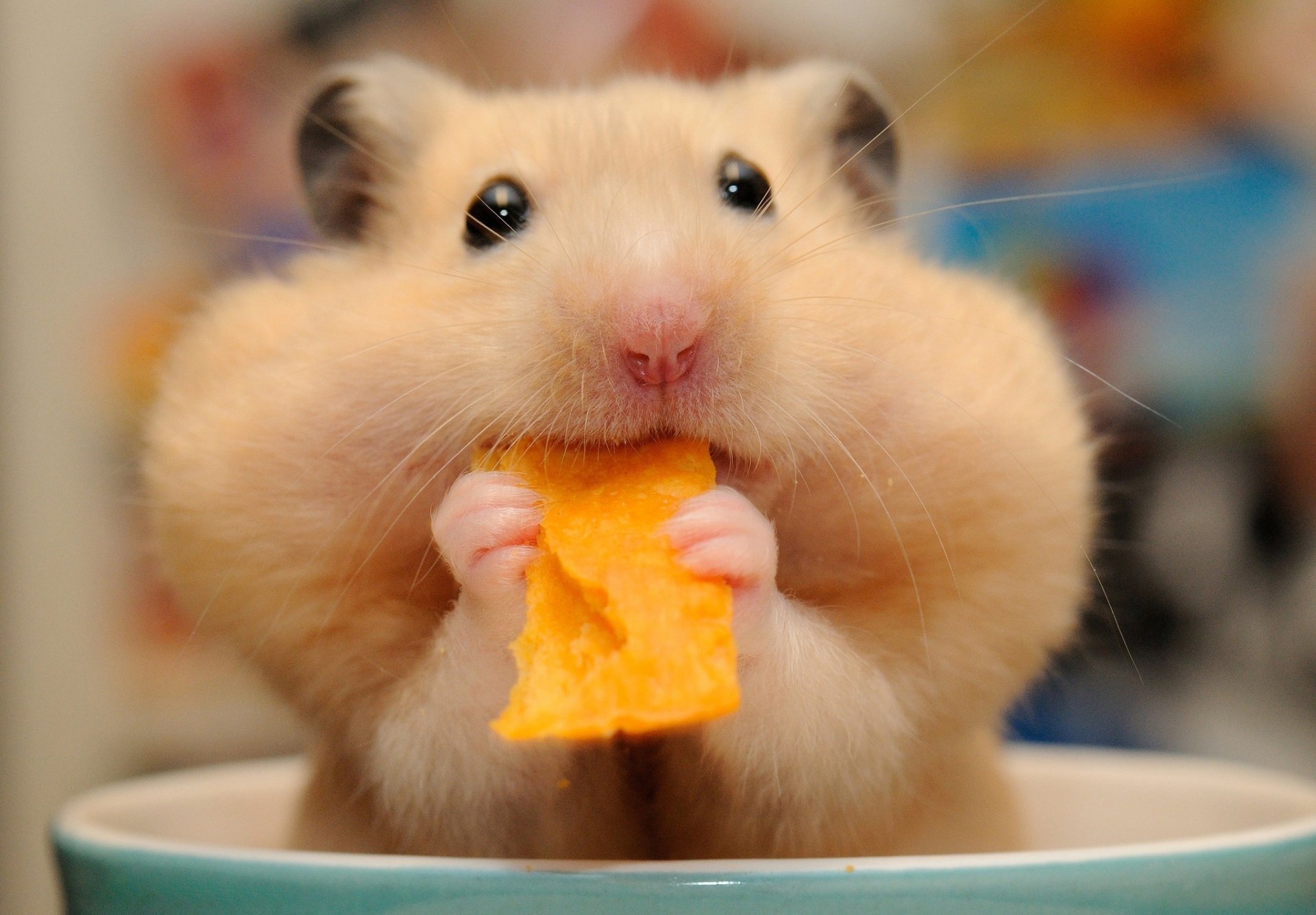 Adorable Close Wallpaper