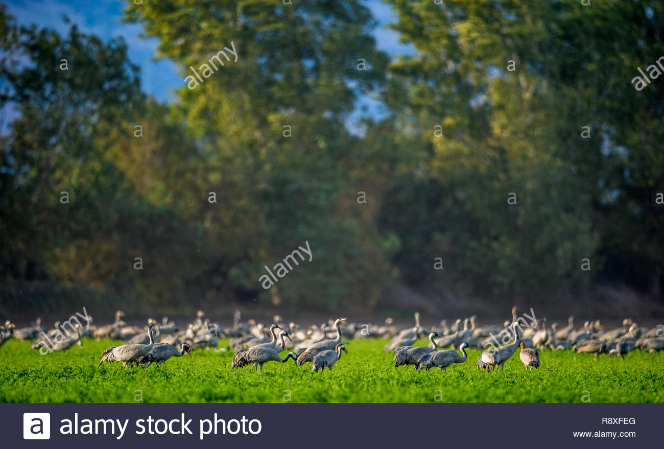 Cranes In A Field Foraging Green Grass Background Mon Crane