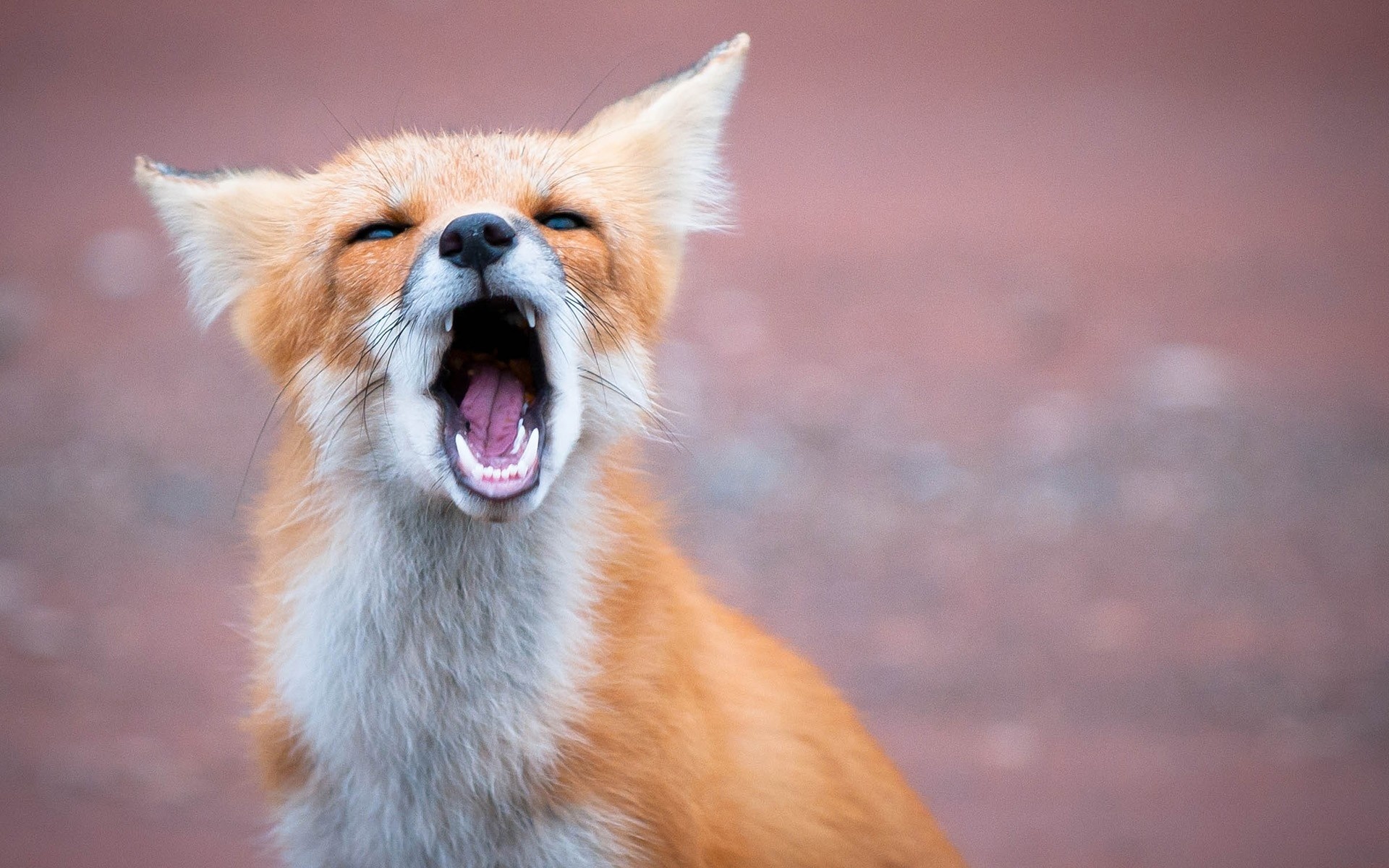 PEI Red Fox by Insight Imaging John A Ryan Photography   Desktop