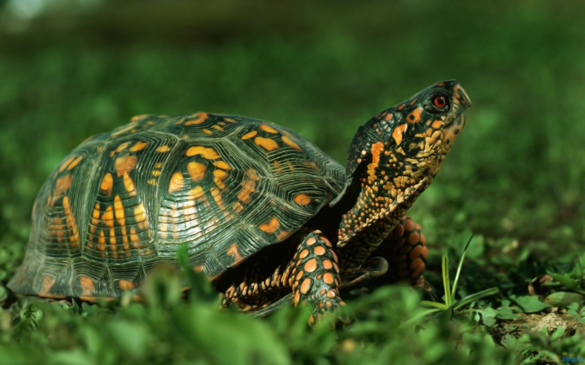 Cute Turtle Wallpaper