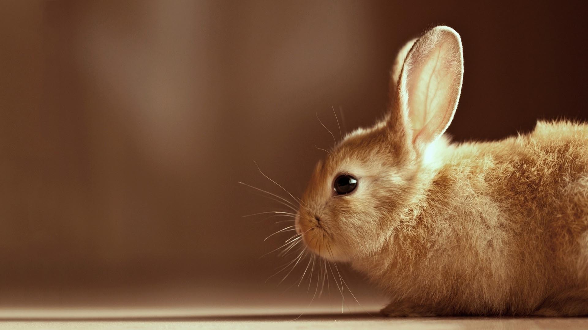 Cute Bunny HD Wallpaper For Desktop
