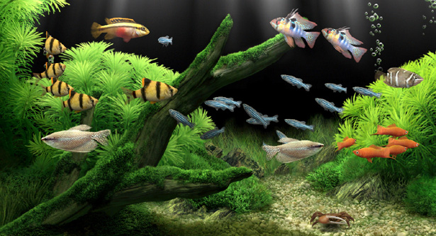 mat denan Aquarium Fish Screensaver