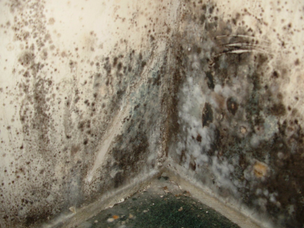 Lpt How To Get Rid Of Mold On Your Bathroom Ceiling Lifeprotips
