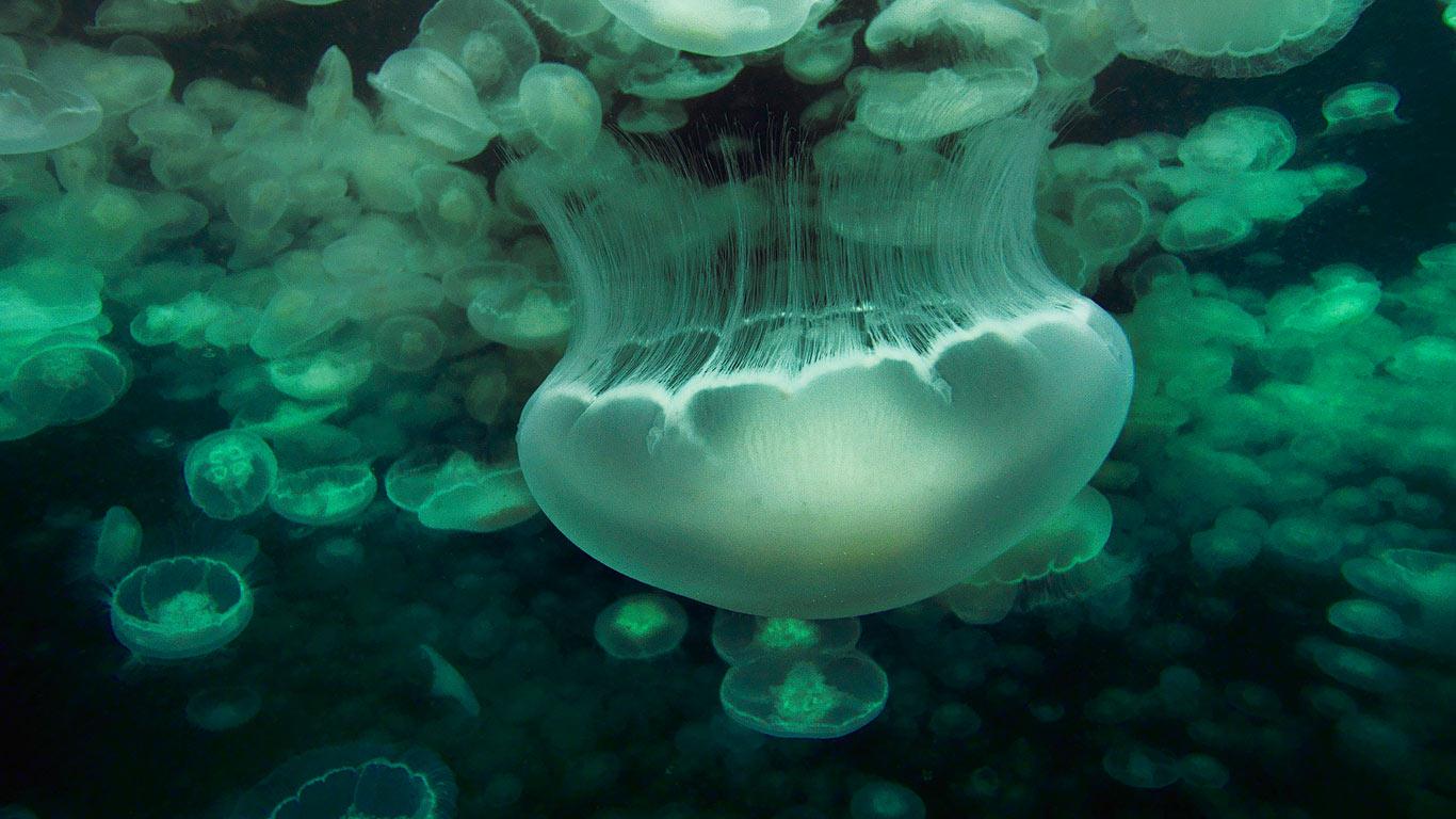 Moon Jellyfish Bloom Of Swimming At
