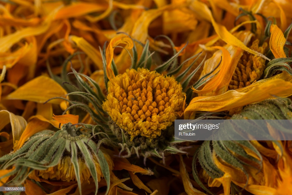 Calendula Flower Tea For Infusion As A Background Stock Photo
