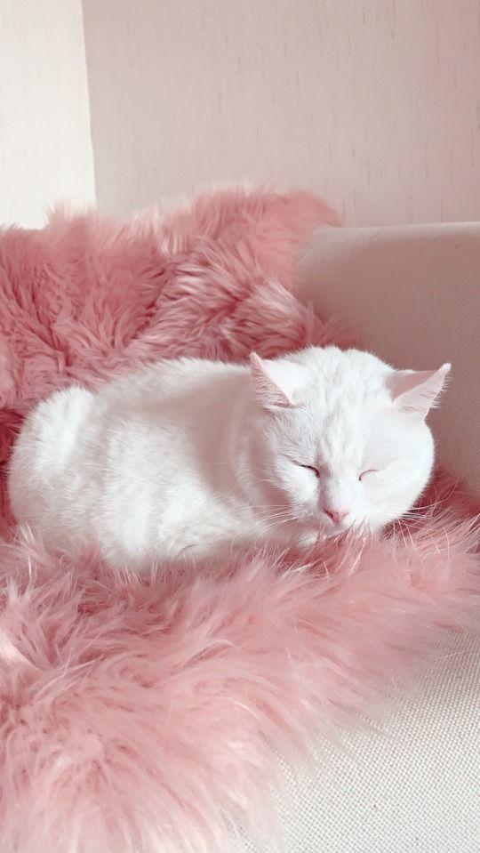 Astridalia Cat Aesthetic Cute Wallpaper Pink Animals