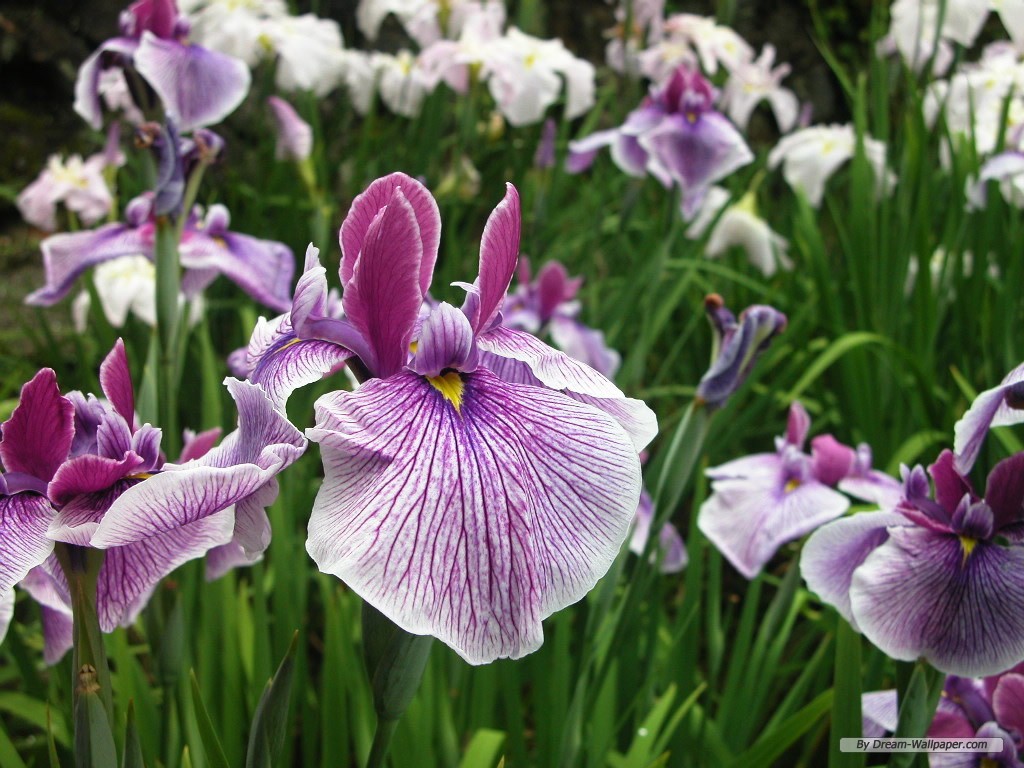 Iris Flowers Wallpaper Flower