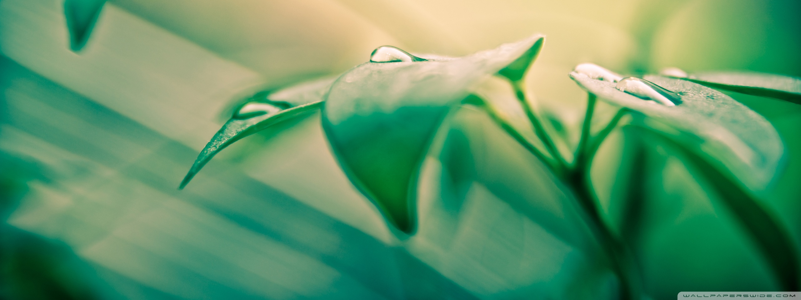 You Are Beautiful Ultra HD Wallpaper For 4k UHD Tv Desktop
