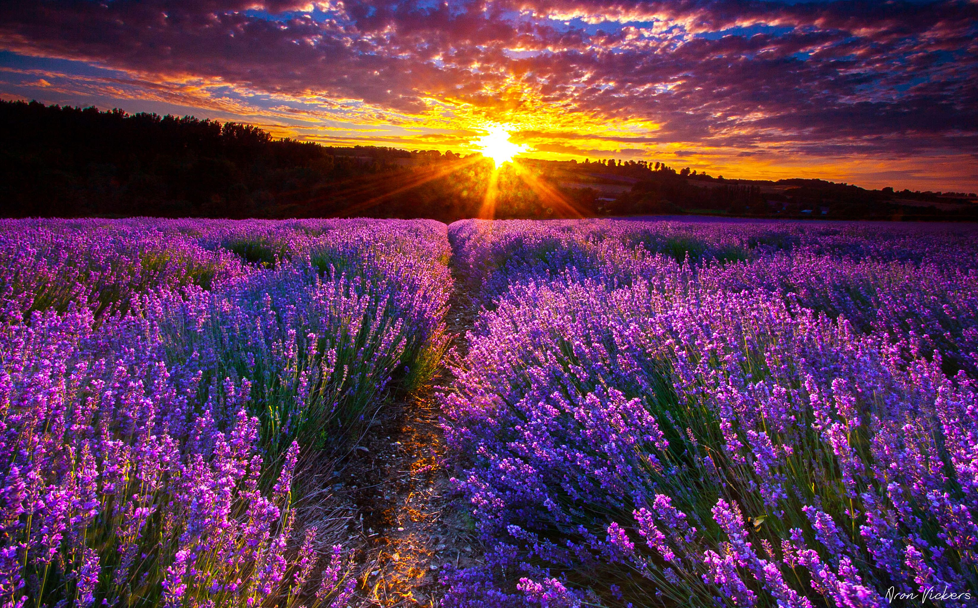 Lavender Fields Wallpaper