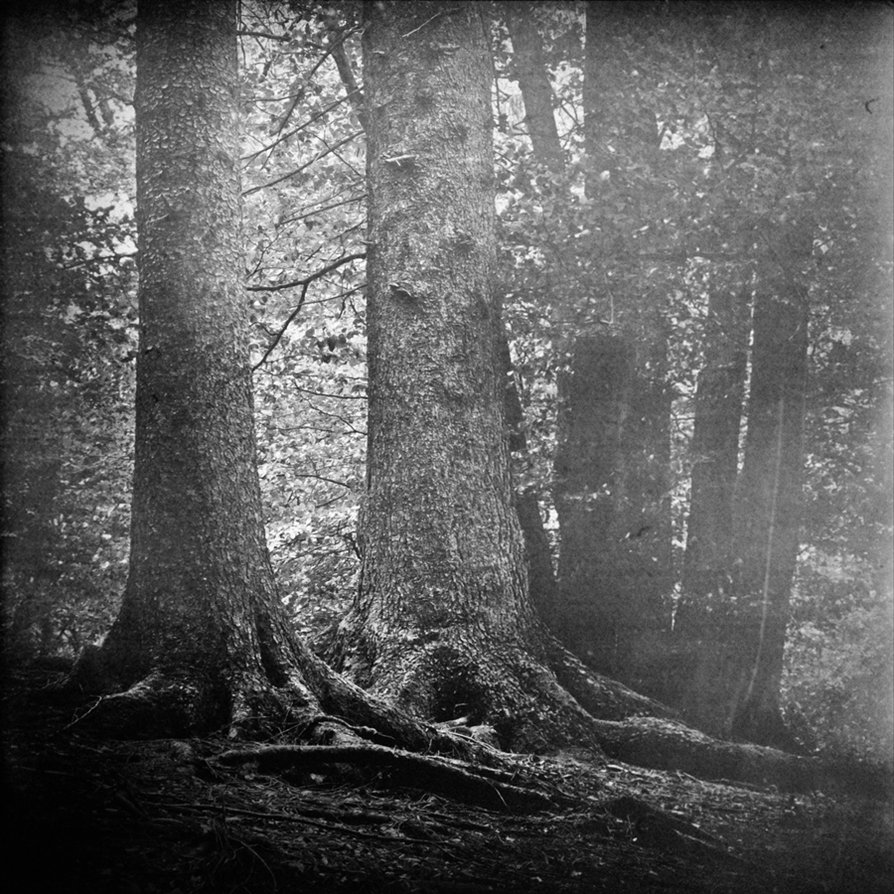 Summer Image Black And White Forest Tree FavImage