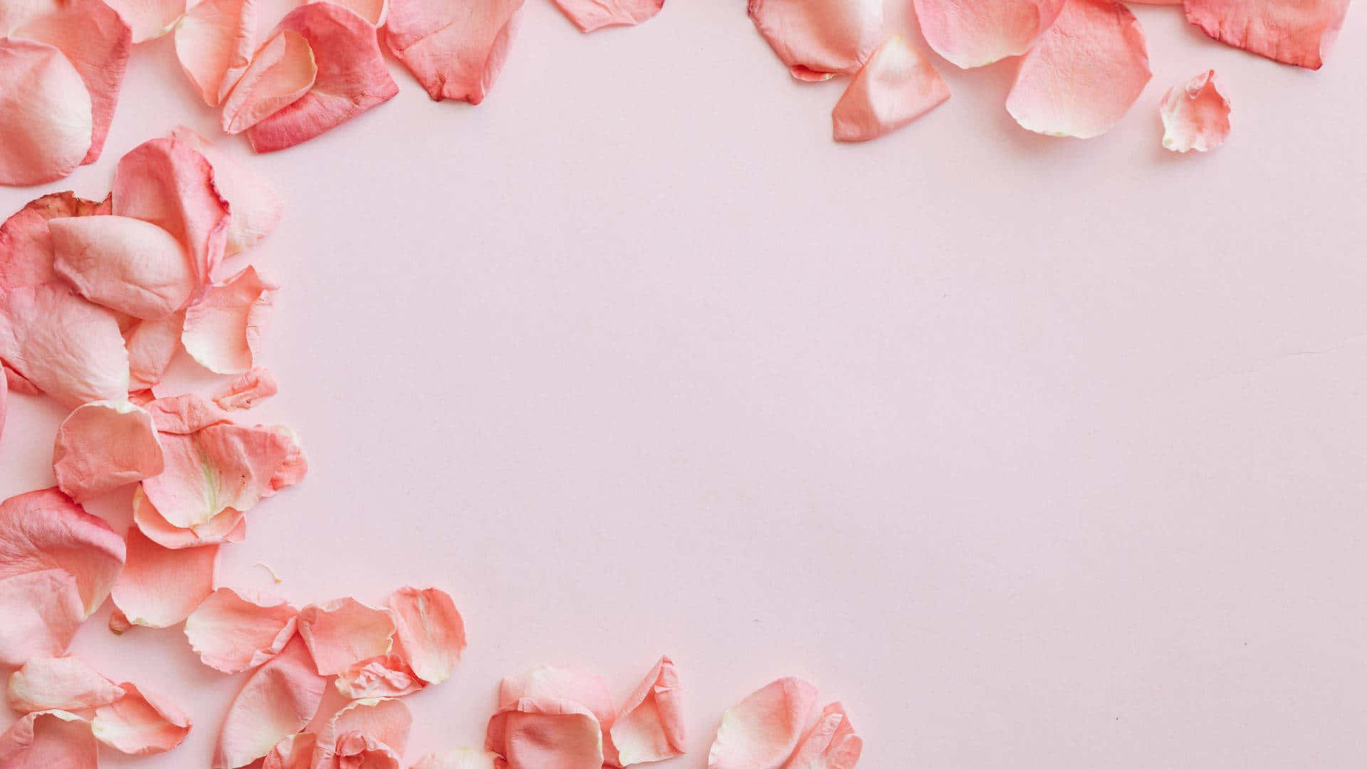 Baby Pink Background Wallpaper