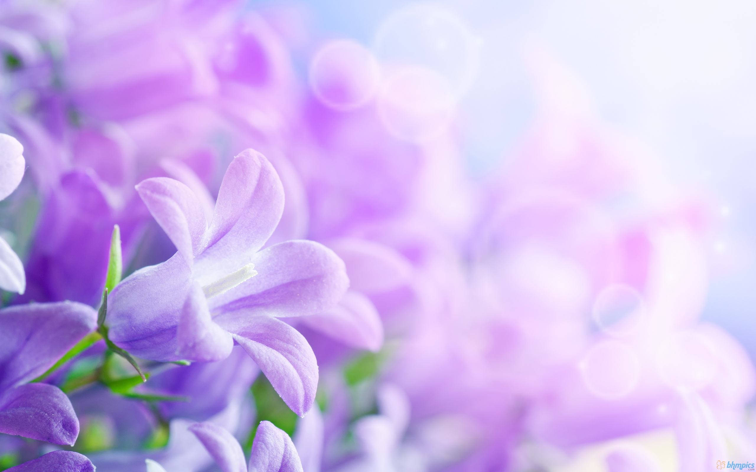 Purple Flower Background Wallpaper Creatives