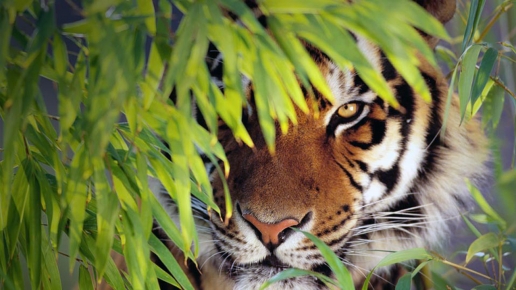 Royal Bengal Tiger Wallpaper