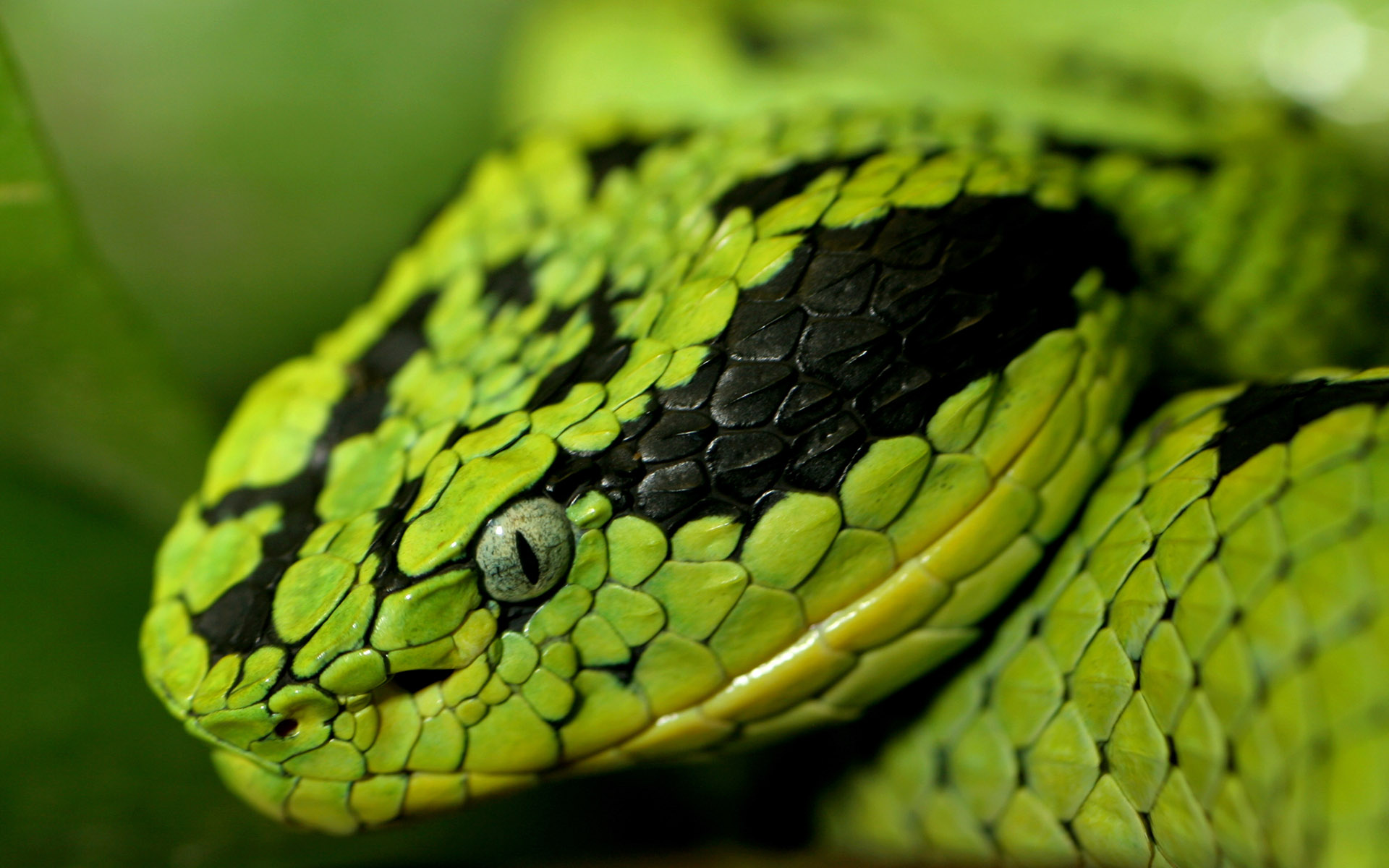 Snake Desktop Wallpaper HD Background