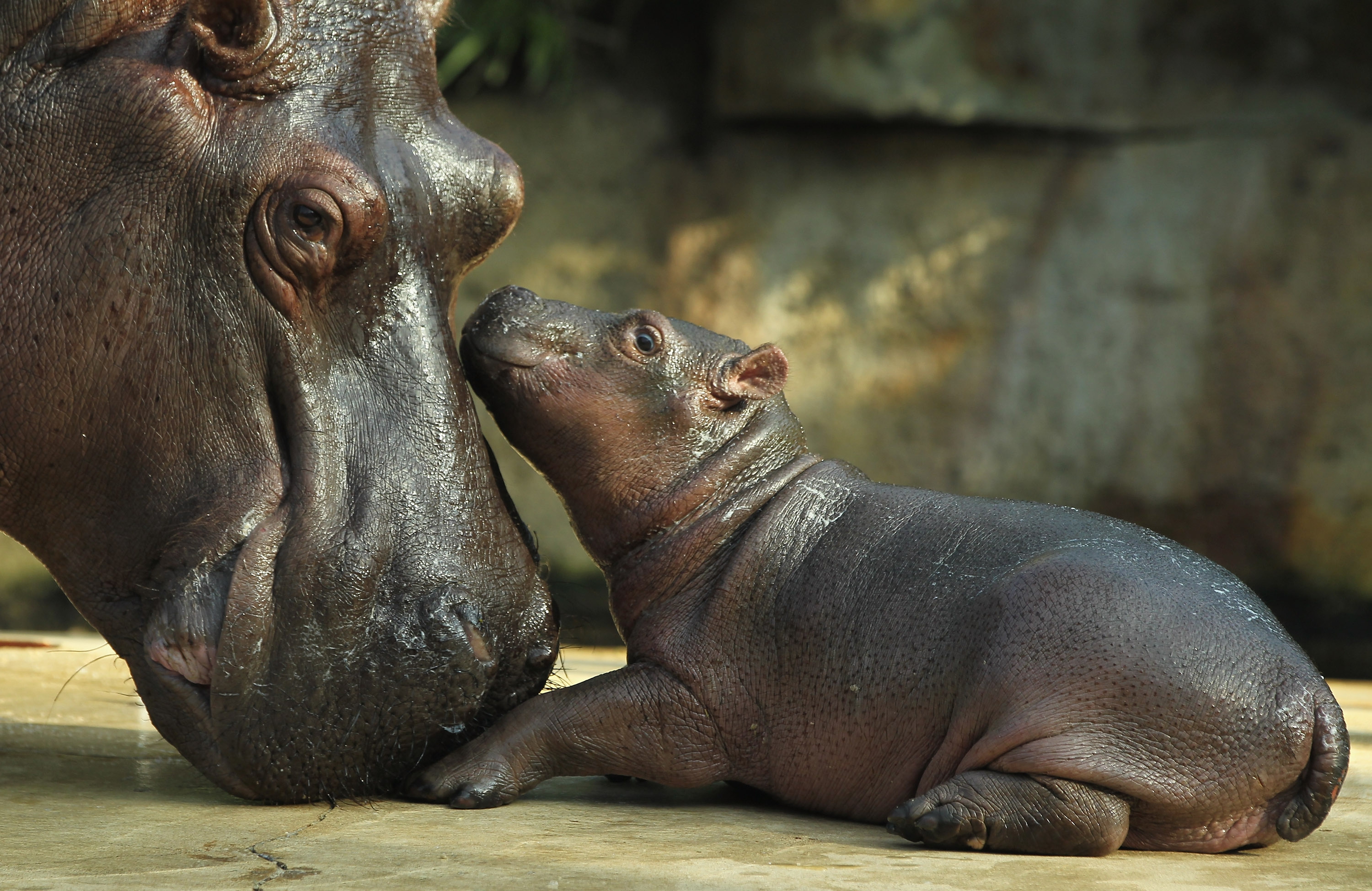 Hippopotamus Wallpaper