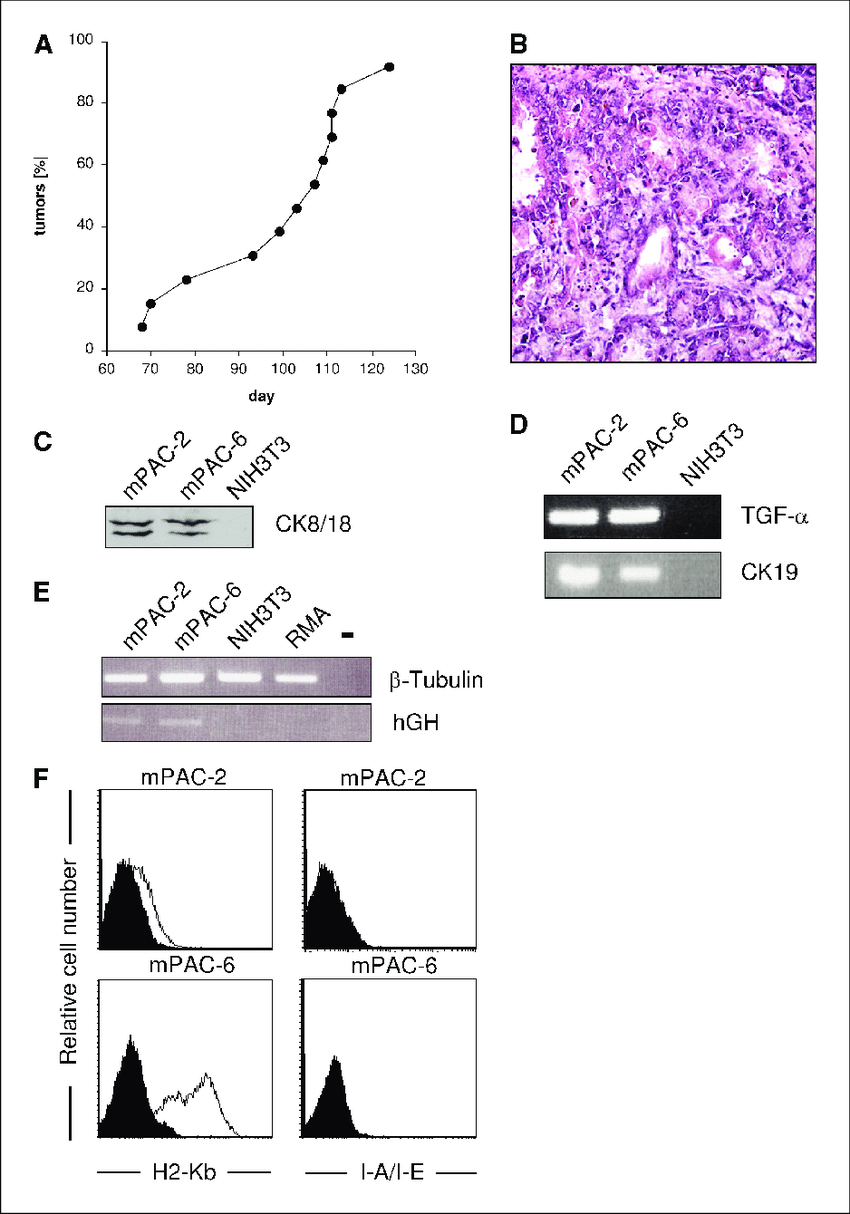 El Tgf A Trp53 Mice On C57bl Background Develop Malignant