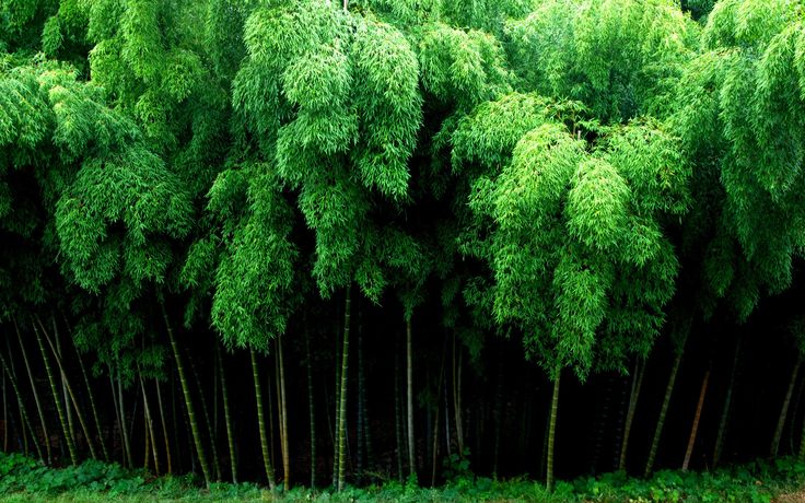 Bamboo HD Wallpaper