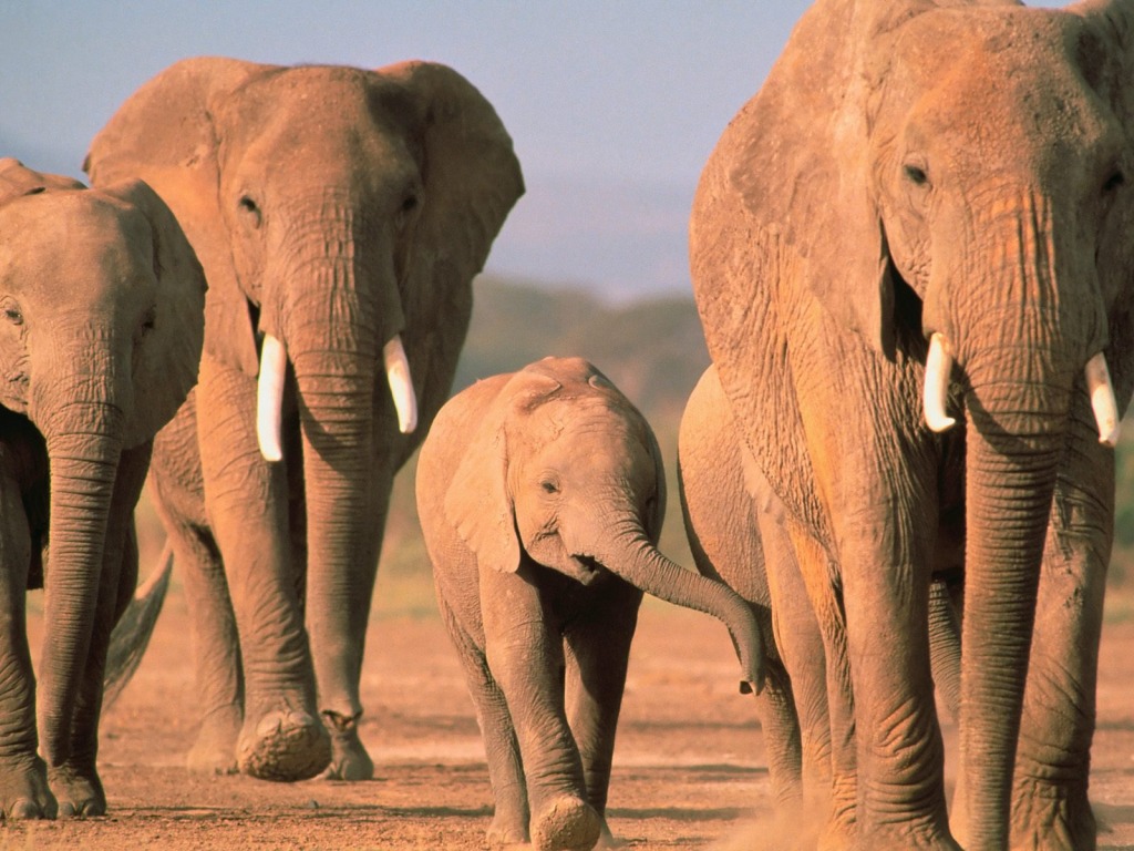 Wallpaper Elephants Animals In Jpg Format For