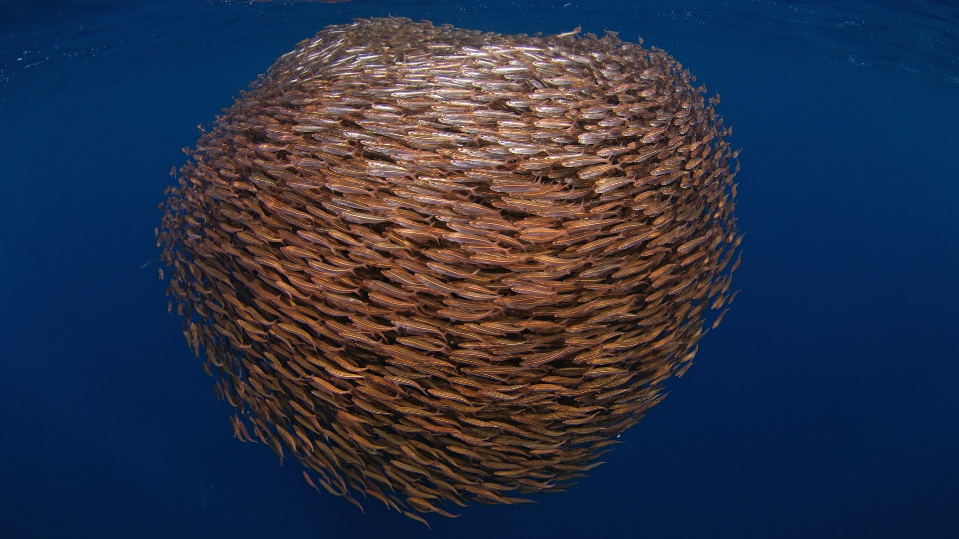 Large School Of Fish Wallpaper And Image Pictures