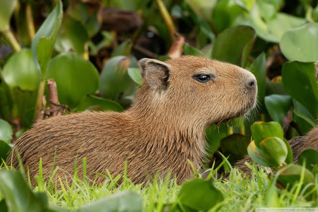 Capybara Venezuela Wallpaper Walltor
