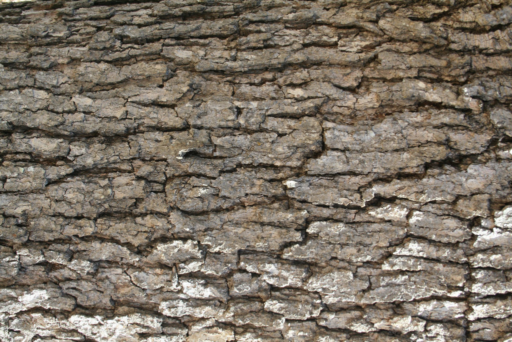 Tree Bark Texture by Nolamom3507 on