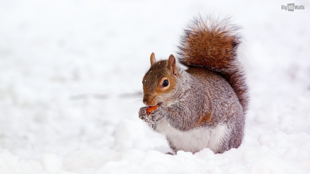cute squirrel in the snow HD Wallpaper BigHDWalls