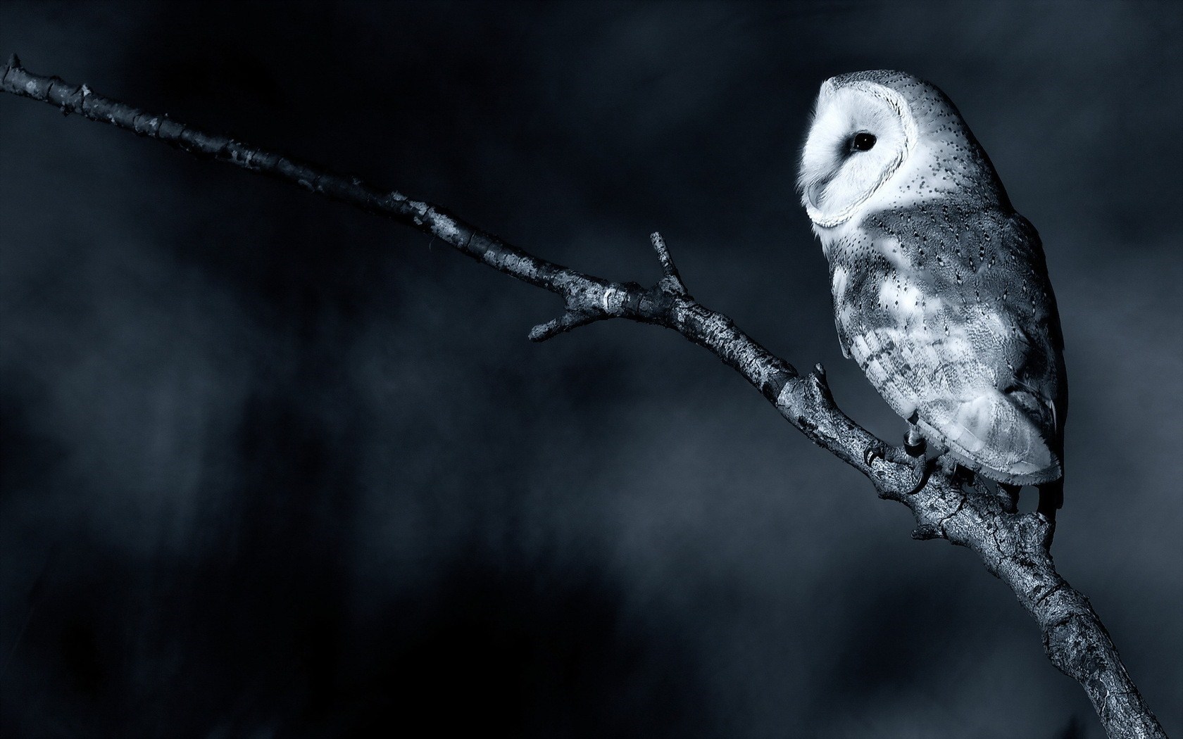 Nature Branch Bird Owl Photo