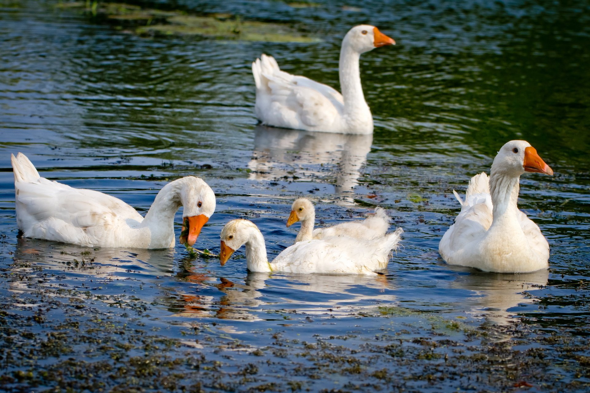 Goose Desktop Wallpaper