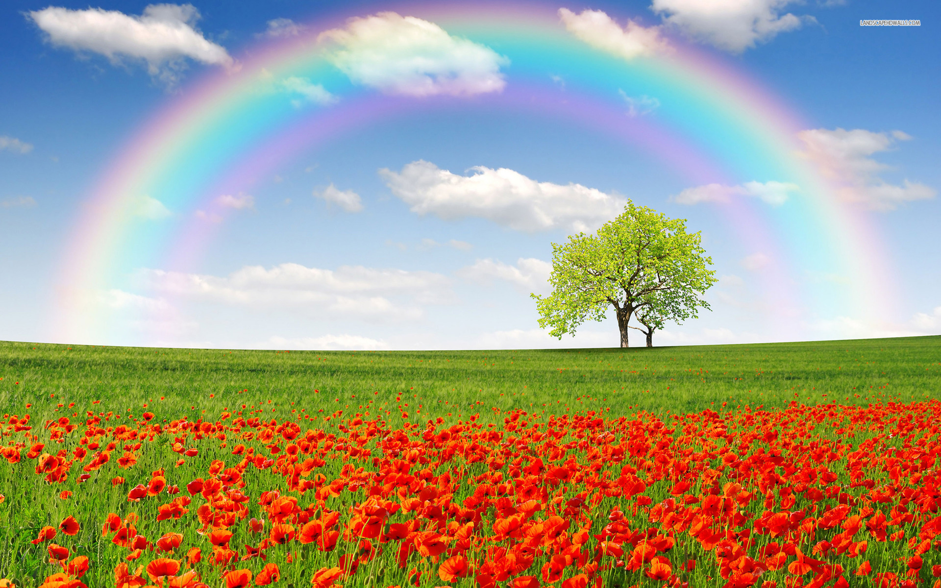 Beautiful Rainbow On A Field Wallpaper